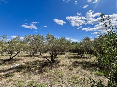 Annonce Vente Terrain  30