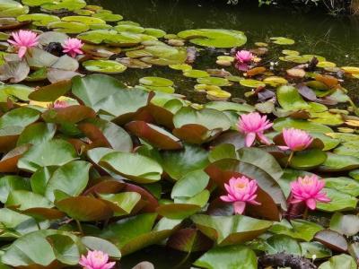 Annonce Vente 4 pi�ces Maison Vimoutiers 61