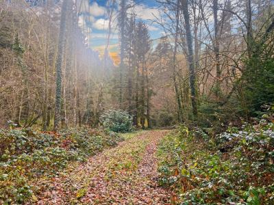 Acheter Terrain Willer-sur-thur 57000 euros