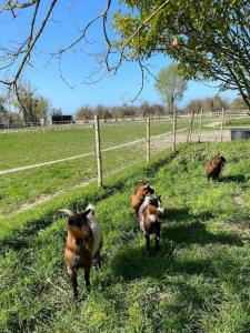 Acheter Chambre d'hotes 328 m2 Mont-dol