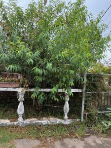 Annonce Vente 5 pi�ces Maison Plaine-des-cafres 974