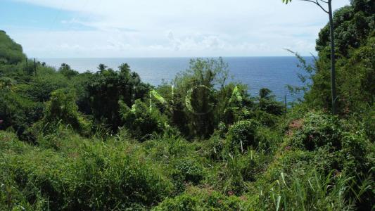 Annonce Vente Terrain Carbet 972