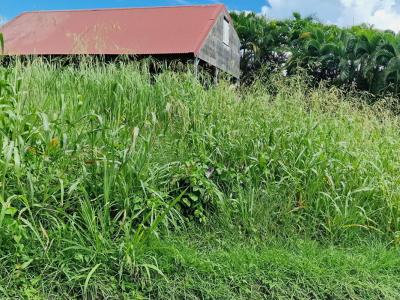 Acheter Terrain Vauclin Martinique