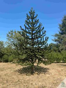 Acheter Prestige Saint-amans-des-cots Aveyron