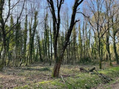 Acheter Terrain 11290 m2 Guer