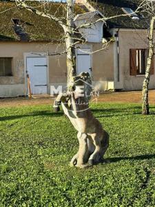 Acheter Maison Chateau-du-loir 1208400 euros