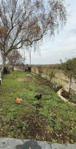 Annonce Vente 8 pi�ces Maison Batz-sur-mer 44