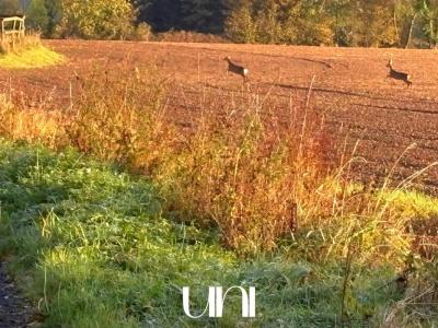 Annonce Vente Terrain Bavent 14