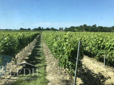 For sale Castelnau-d'auzan 1 room 32767 m2 Gers (32440) photo 3