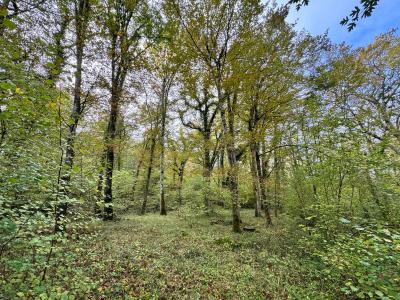 Acheter Terrain 32767 m2 Barbaste