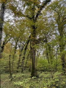 Acheter Terrain Barbaste 60000 euros