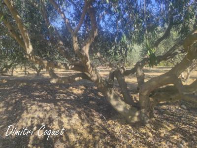 For sale Pouzolles 3300 m2 Herault (34480) photo 2