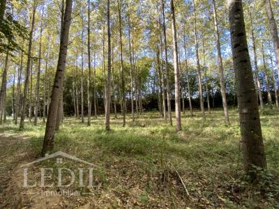 Annonce Vente Domaine forestier Cazaubon 32