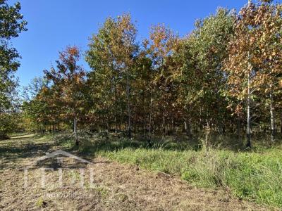 Acheter Domaine forestier 32767 m2 Cazaubon