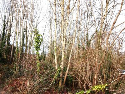 For sale Belluire 4273 m2 Charente maritime (17800) photo 0