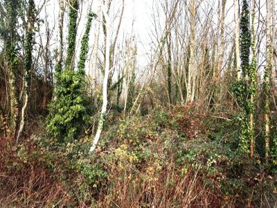 Annonce Vente Terrain Belluire 17