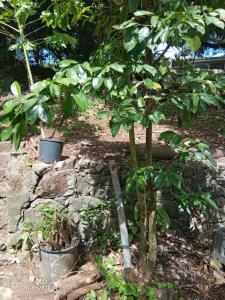 Acheter Terrain Fort-de-france Martinique