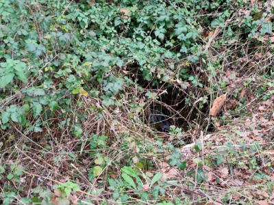 Annonce Vente Terrain Altillac 19