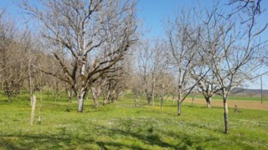 For sale Saint-caprais-de-bordeaux 1400 m2 Gironde (33880) photo 0