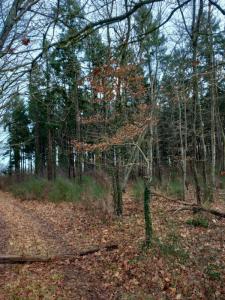 For sale Saint-pere-sur-loire 31200 m2 Loiret (45600) photo 0