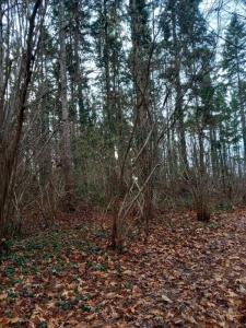 Annonce Vente Domaine forestier Saint-pere-sur-loire 45