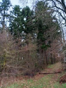 Acheter Domaine forestier Saint-pere-sur-loire 31000 euros