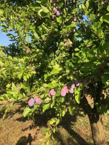 For sale Mirabel 1 room Tarn et garonne (82440) photo 3