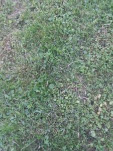 For sale Bonnetan 5 rooms 110 m2 Gironde (33370) photo 0