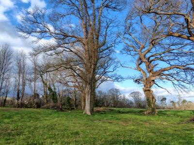 For sale Dax 1 room 130 m2 Landes (40100) photo 0
