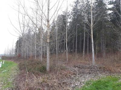 Annonce Vente Domaine forestier Cauzac 47