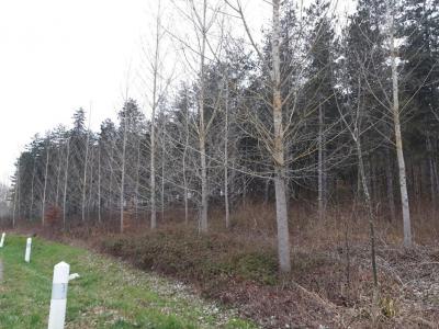 Acheter Domaine forestier 17160 m2 Cauzac