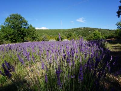 For sale Banon 15 rooms 552 m2 Alpes de haute provence (04150) photo 3