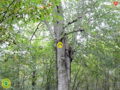 For sale Pierrefort Cantal (15230) photo 0