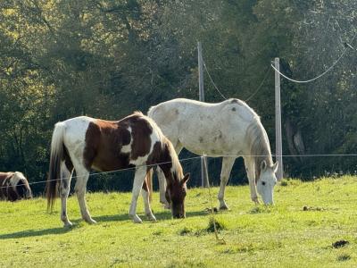 Annonce Vente 12 pi�ces Maison Esclassan-labastide 32