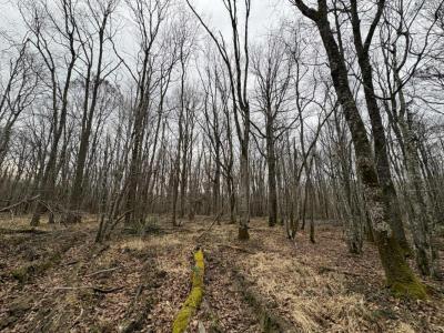 Annonce Vente Domaine forestier Ardentes 36