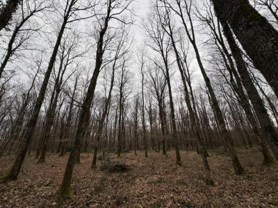 Acheter Domaine forestier 14958 m2 Ardentes
