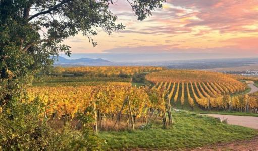 Annonce Vente Programme neuf Wintzenheim 68