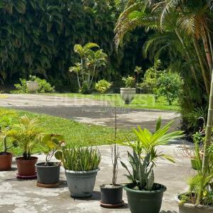 For rent Petit-bourg 3 rooms 60 m2 Guadeloupe (97170) photo 0