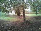 For sale Land Taillan-medoc  570 m2