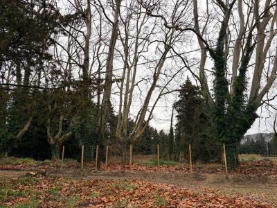 Annonce Vente Terrain Pujaut 30