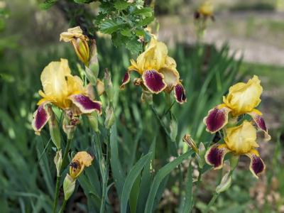 Acheter Maison Ollieres Var