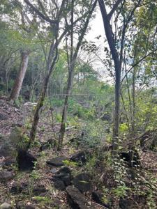 Annonce Vente Terrain Bouillante 971