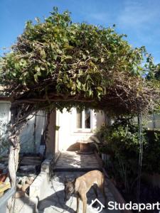 For rent Bedarrides 1 room 11 m2 Vaucluse (84370) photo 2