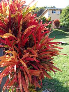 For sale Marigot 12 rooms 240 m2 Martinique (97225) photo 2