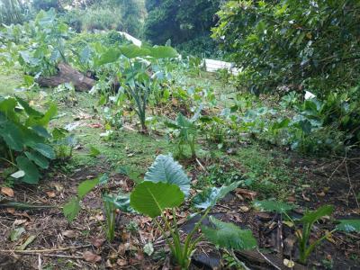 For sale Gros-morne 500 m2 Martinique (97213) photo 1