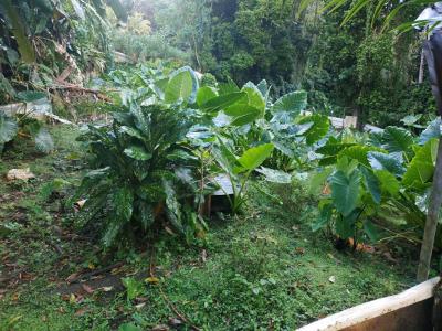 For sale Gros-morne 500 m2 Martinique (97213) photo 3