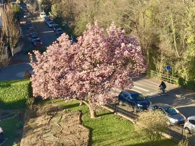 Annonce Vente 2 pi�ces Appartement Strasbourg 67