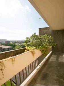 Annonce Location Appartement Toulouse 31