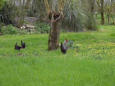 Acheter Maison Saint-jean-de-liversay Charente maritime