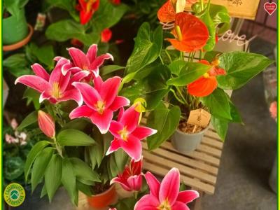 Acheter Local commercial Neuvy-sur-barangeon 127500 euros